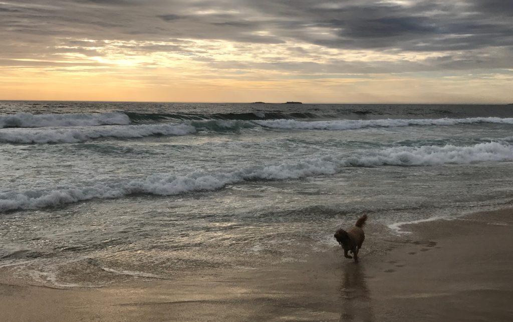 Bailey’s Story – Lessons from the Dog Beach