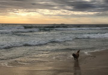 Bailey’s Story – Lessons from the Dog Beach